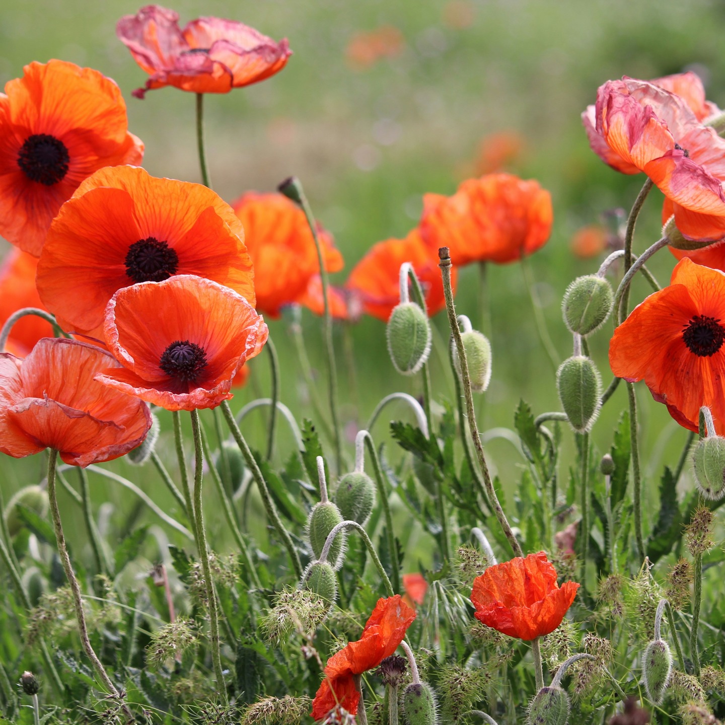 🕊️ Remembrance Day 🕊️
Lest We Forget
Today, we pause to remember and honour the brave men and women who have served, and continue to serve our country.
Their courage and sacrifice have given us the freedom and community we cherish here in Olde Riverside.
We encourage everyone to take a moment of silence today to reflect, give thanks, and remember those who have given so much for us all.
❤️🇨🇦 Lest We Forget.